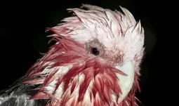 a wet parrot